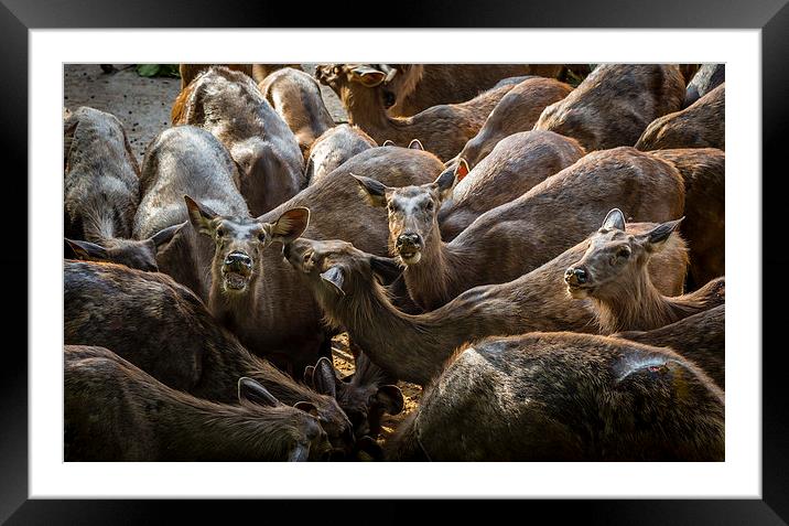 Hungry Goats Framed Mounted Print by Hassan Najmy