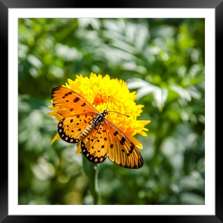 Butterfly on yellow flower Framed Mounted Print by Hassan Najmy