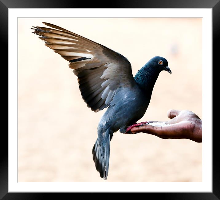 Pigeon sits on the hand Framed Mounted Print by Hassan Najmy