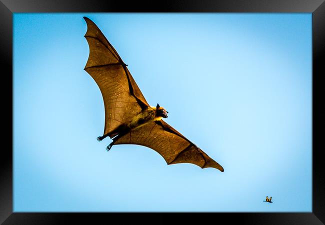 The bat Framed Print by Hassan Najmy