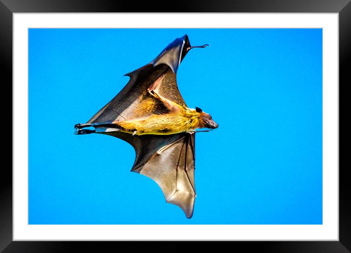 The Bat Framed Mounted Print by Hassan Najmy