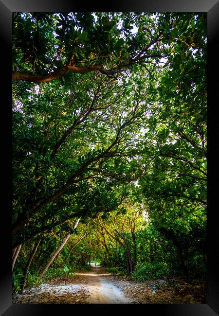 Road in the trees Framed Print by Hassan Najmy