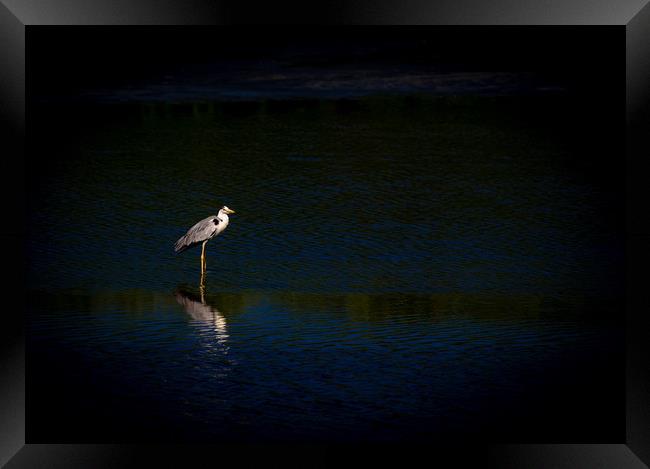 The Waiting Heron Framed Print by Hassan Najmy