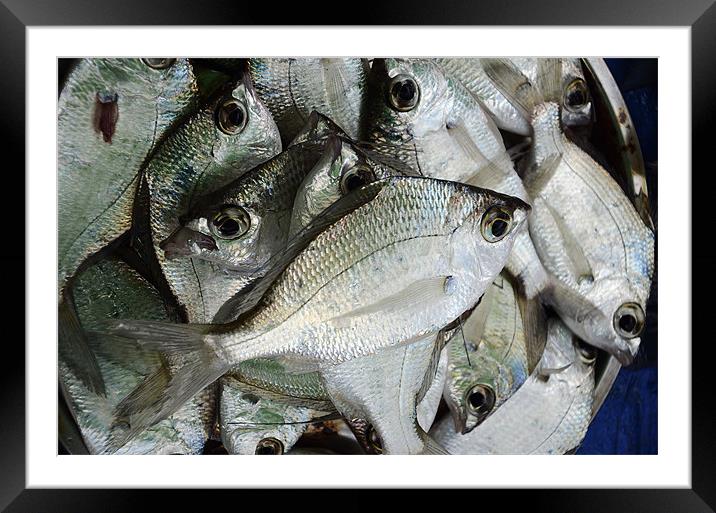 Fish Catch Framed Mounted Print by Hassan Najmy