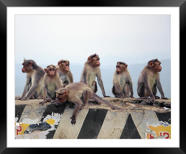monkey group Framed Mounted Print by Hassan Najmy