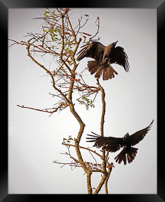 birds on tree Framed Print by Hassan Najmy