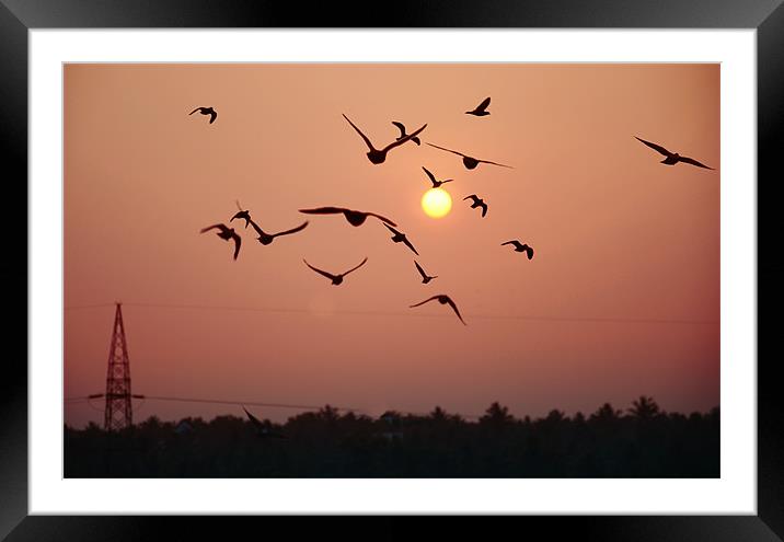 birds agitated Framed Mounted Print by Hassan Najmy