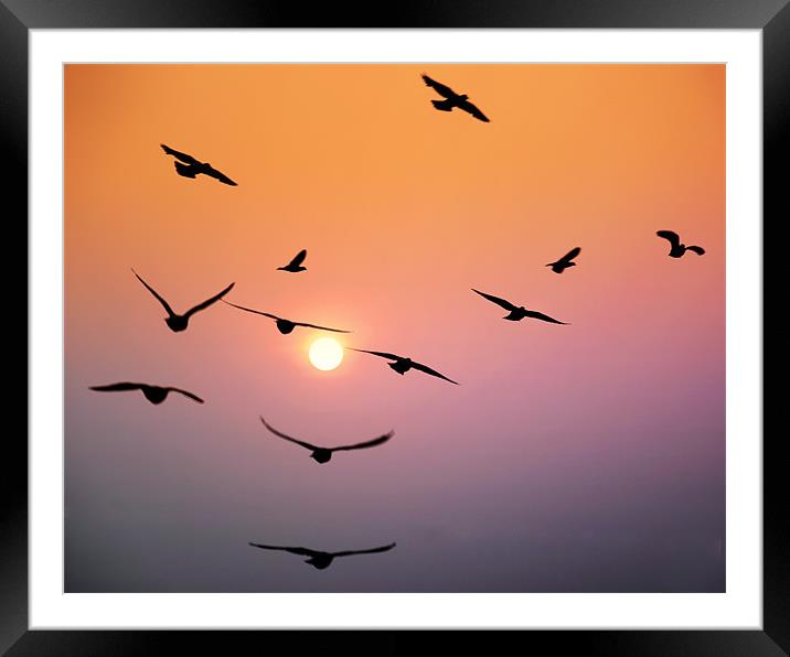 free birds Framed Mounted Print by Hassan Najmy