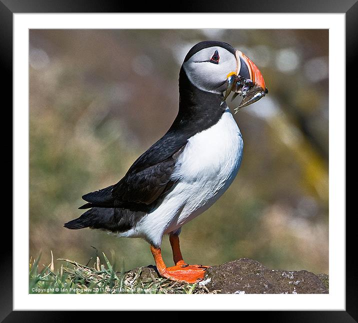 Isle of May Puffin Framed Mounted Print by Ian Pettigrew