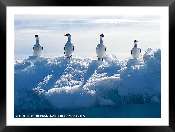 Antarctica bird life Framed Mounted Print by Ian Pettigrew