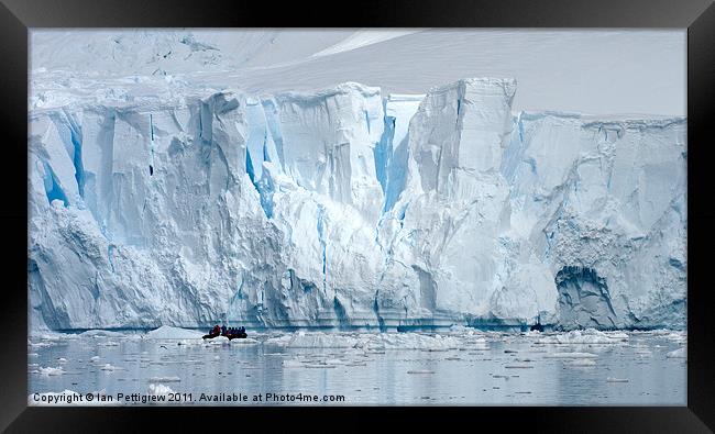 Antarctica Glacier breaks free Framed Print by Ian Pettigrew