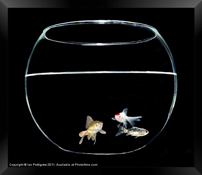 Three fish in a bowl Framed Print by Ian Pettigrew