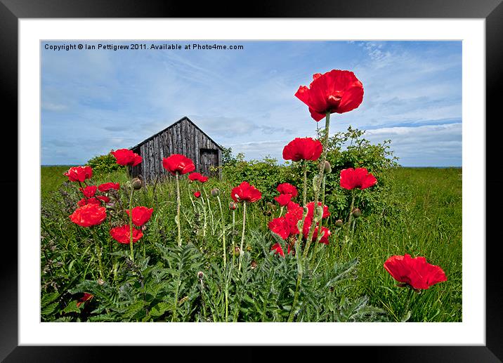 Poppy shed Framed Mounted Print by Ian Pettigrew