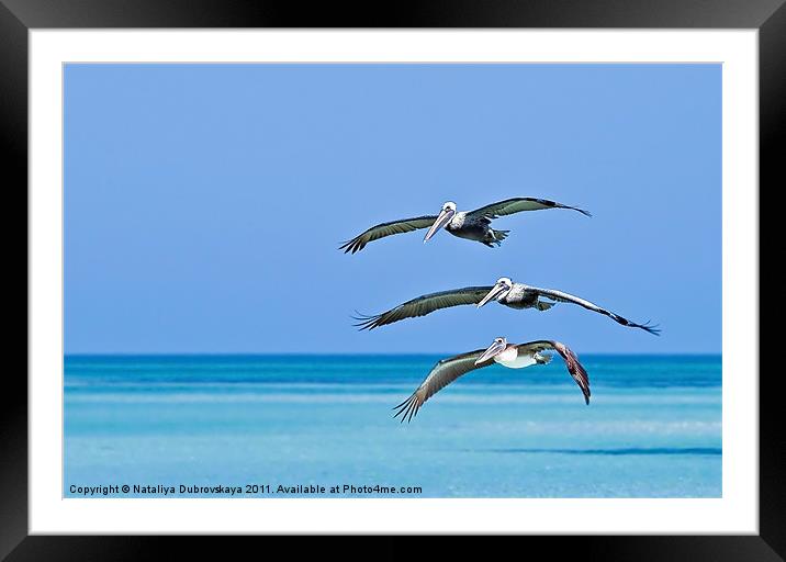 Florida Pelicans Flying in Formation Over Atlantic Framed Mounted Print by Nataliya Dubrovskaya