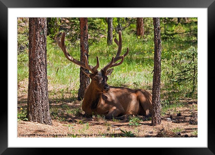 Wapiti Elk, Rocky Mountain National Park, Colorado Framed Mounted Print by Nataliya Dubrovskaya