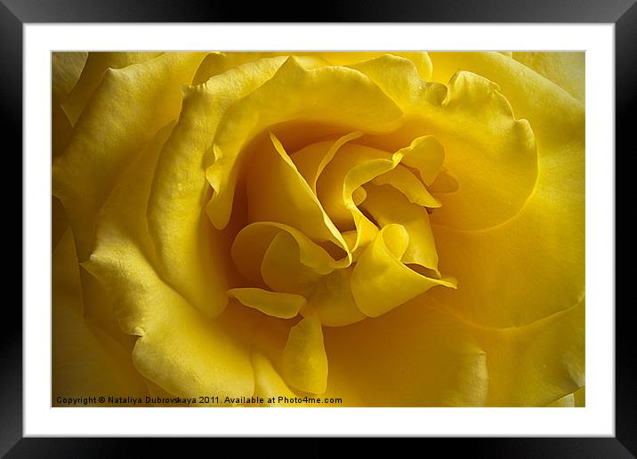 Yellow Rose Framed Mounted Print by Nataliya Dubrovskaya