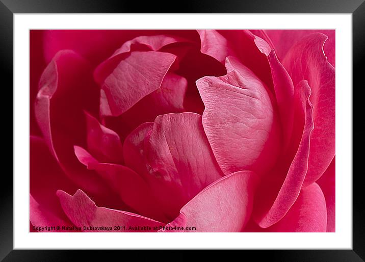 Pink rose Framed Mounted Print by Nataliya Dubrovskaya