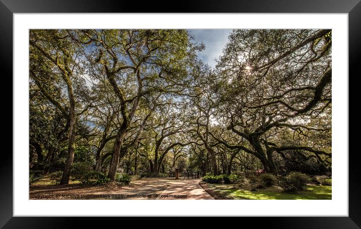 Plant tree Framed Mounted Print by Nataliya Dubrovskaya