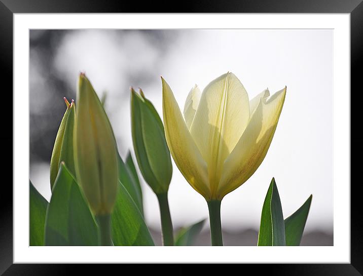 white tulips Framed Mounted Print by michelle rook