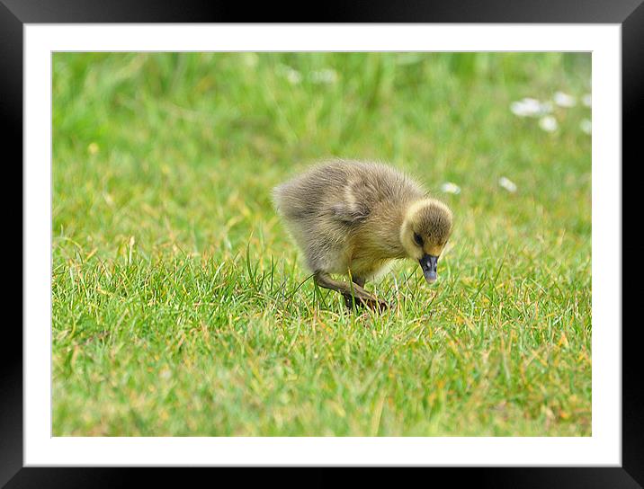 one step...two step... Framed Mounted Print by michelle rook