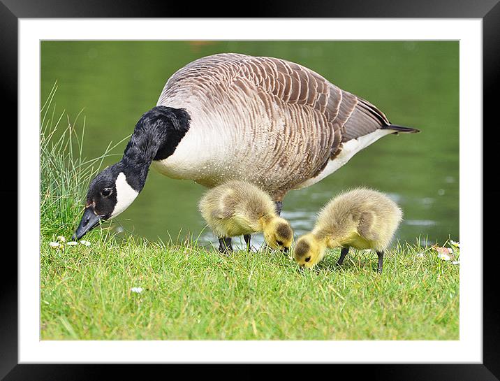 lunch time with mum Framed Mounted Print by michelle rook