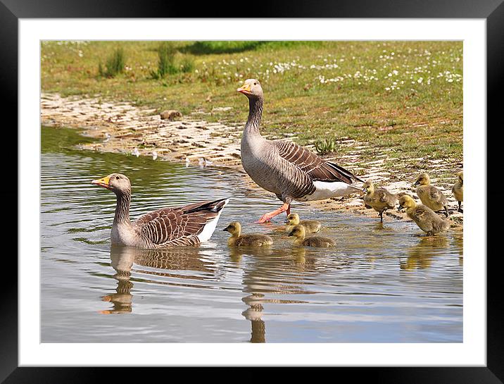 Heads up everyone...and swim! Framed Mounted Print by michelle rook
