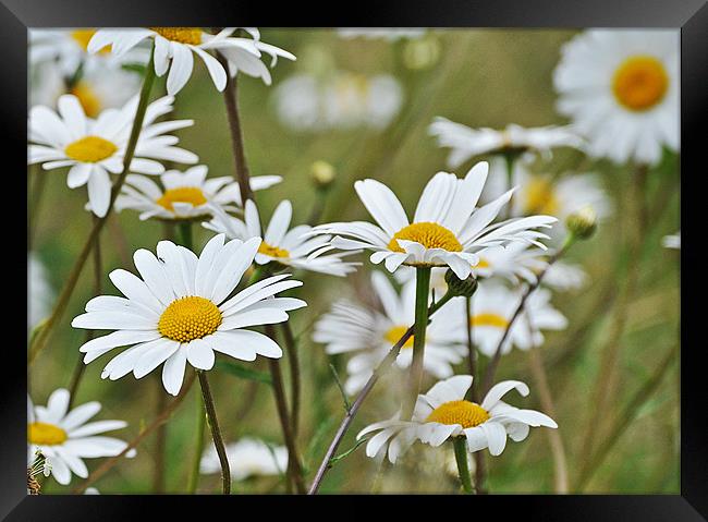 wild daisies Framed Print by michelle rook