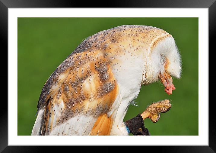 Barn owl eating Framed Mounted Print by michelle rook