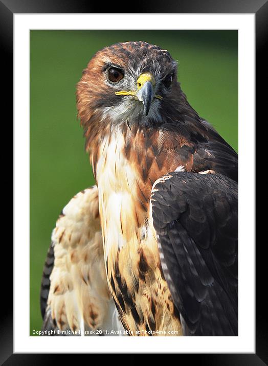 buzzard hawk Framed Mounted Print by michelle rook