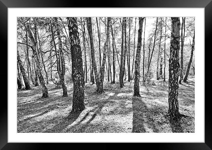 New forest trees and shadows Framed Mounted Print by michelle rook