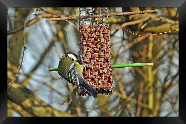 A nutty breakfast Framed Print by michelle rook