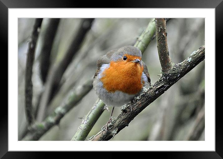 Robin watching! Framed Mounted Print by michelle rook