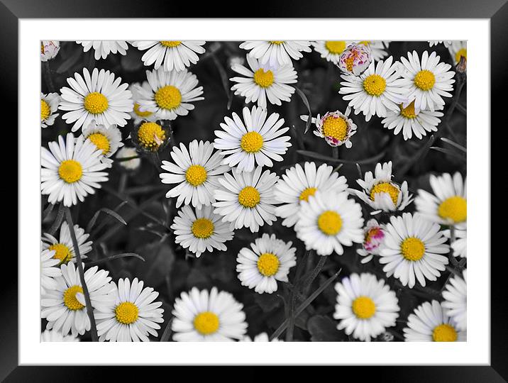patch of daisies Framed Mounted Print by michelle rook
