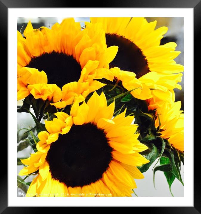 blooming sunflowers Framed Mounted Print by michelle rook