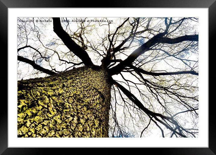 Stark tree  Framed Mounted Print by michelle rook