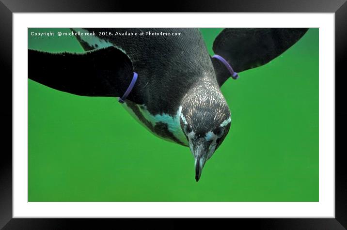 penguin underwater Framed Mounted Print by michelle rook
