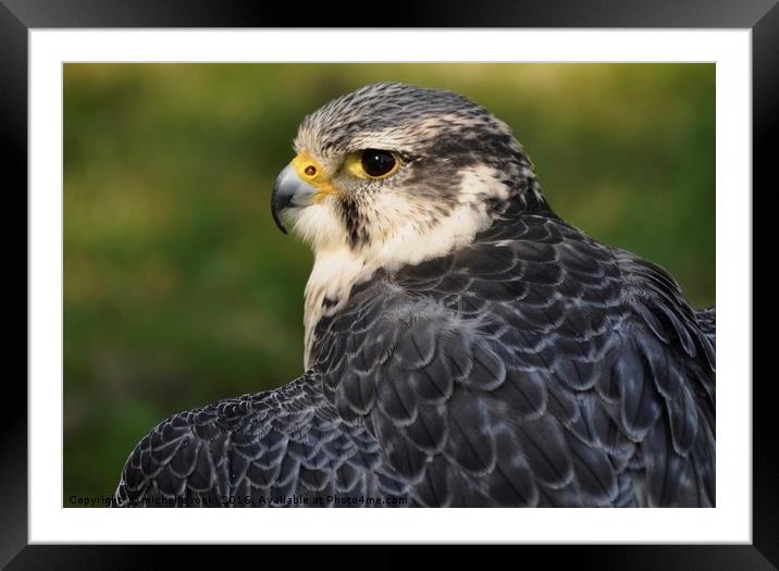 Peregrine 1 Framed Mounted Print by michelle rook
