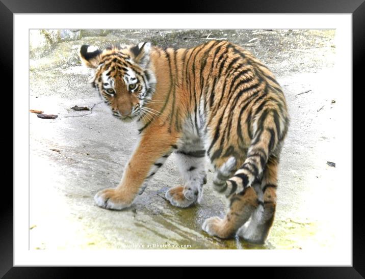 tiger feet Framed Mounted Print by michelle rook