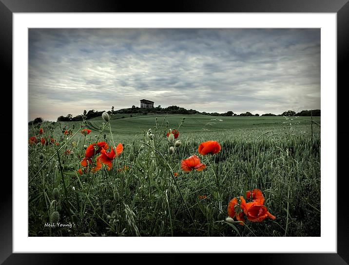 Penshaw Poppies Framed Mounted Print by Neil Young