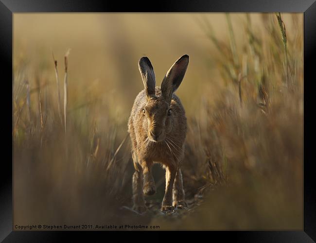 Hare I come Framed Print by Stephen Durrant