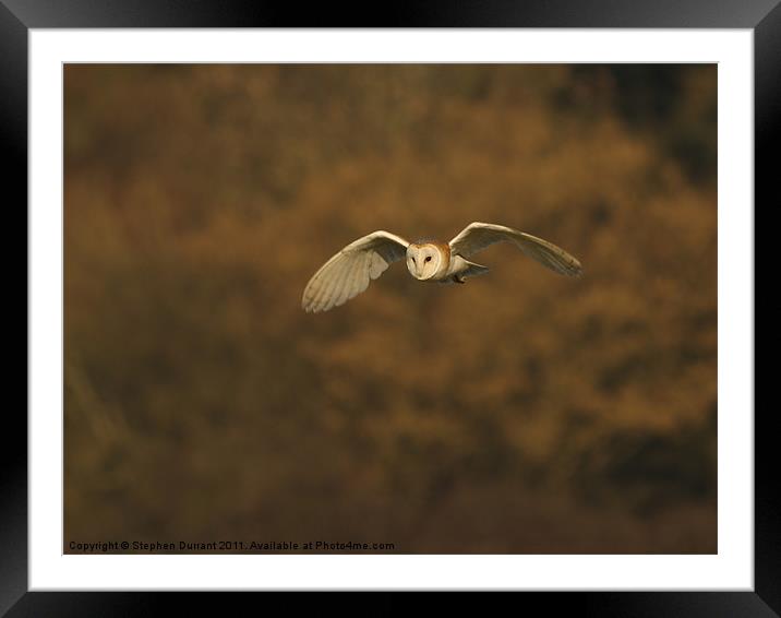Barn Owl Framed Mounted Print by Stephen Durrant
