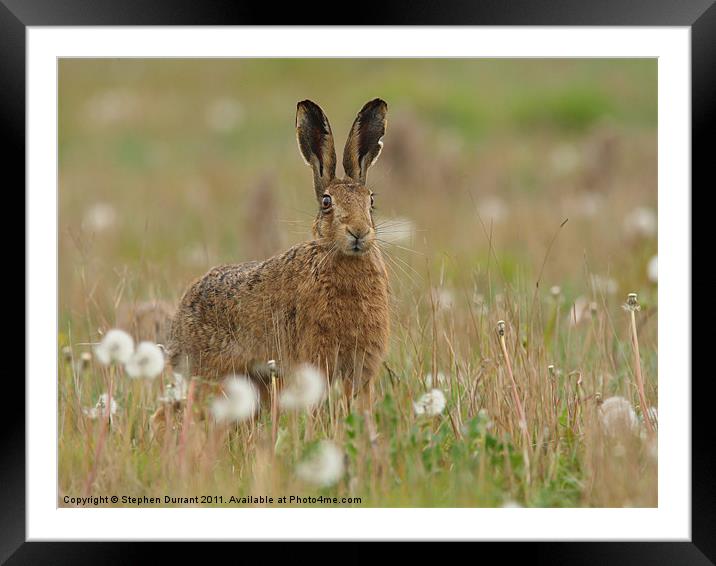 Brown Hare Framed Mounted Print by Stephen Durrant
