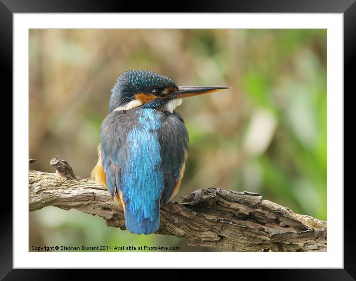 Kingfisher Framed Mounted Print by Stephen Durrant