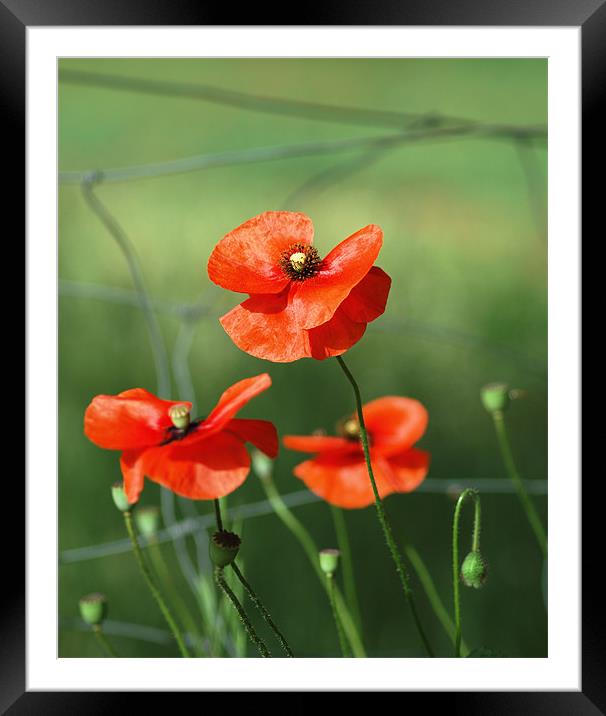Red poppy Framed Mounted Print by Gabriele Rossetti
