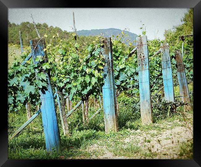 Vineyard in Umbria Framed Print by Gabriele Rossetti