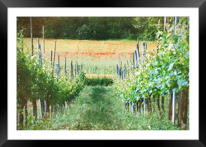 Vineyard in Umbria II Framed Mounted Print by Gabriele Rossetti