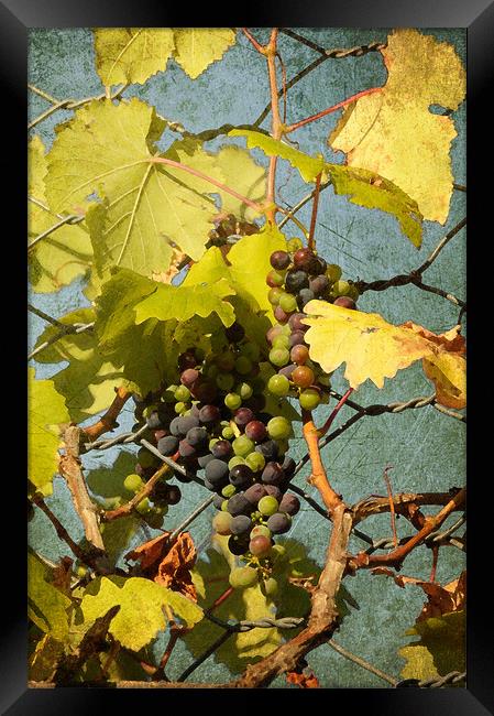 BUNCH OF GRAPES Framed Print by Gabriele Rossetti