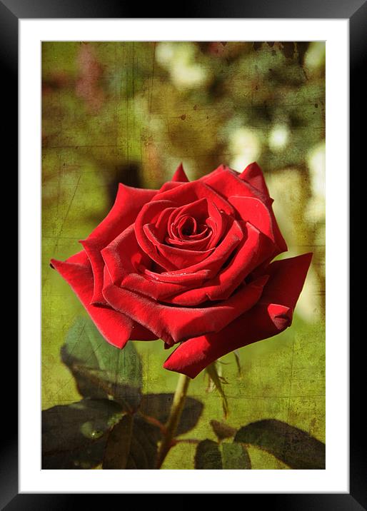 RED ROSE mod.1 Framed Mounted Print by Gabriele Rossetti