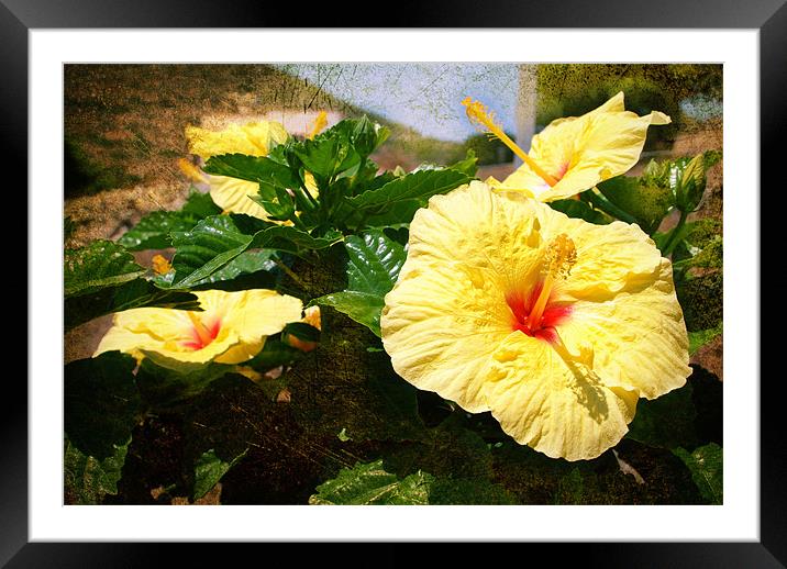 YELLOW HIBISCUS Framed Mounted Print by Gabriele Rossetti