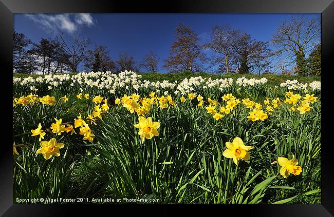 Talybont Daffodils Framed Print by Creative Photography Wales